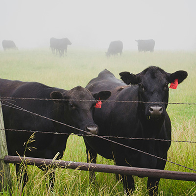 Growing your herd: Real estate investing insights for growing your wealth and assets