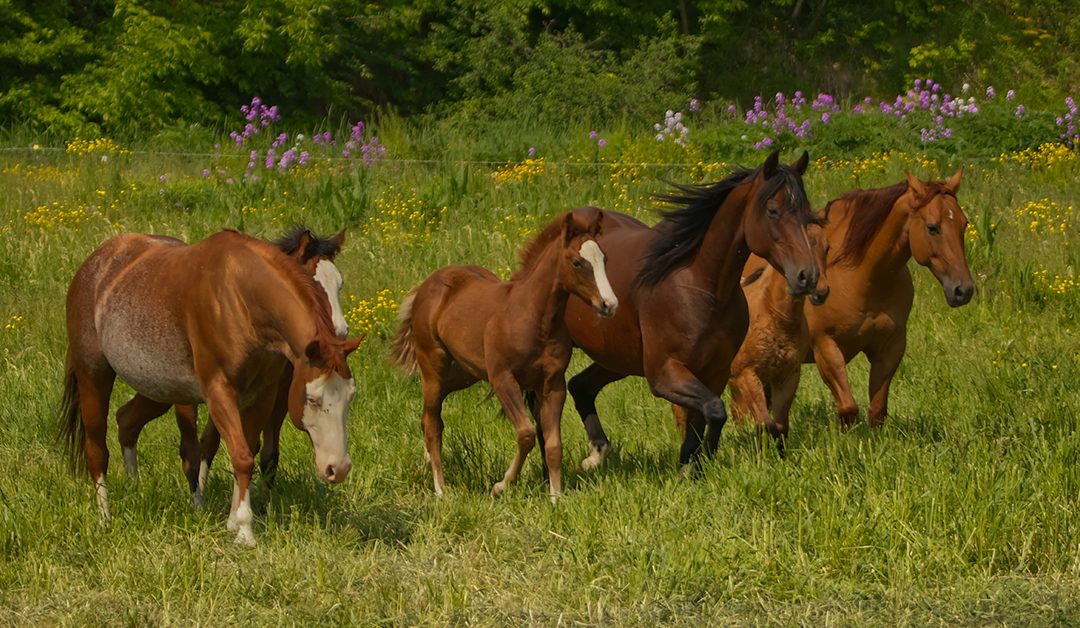 Why You Should NOT Buy a Horse Property in Black Forest, Colorado